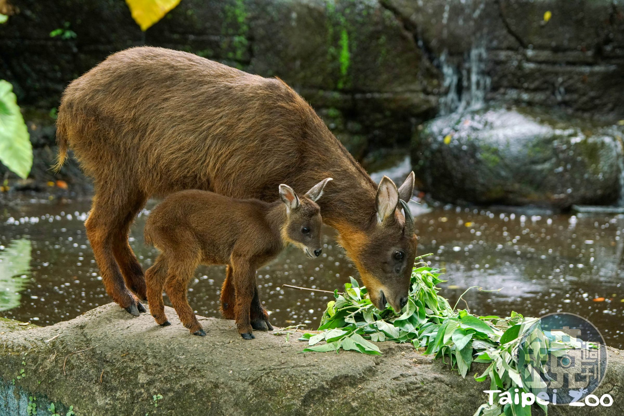 山羊寶寶薇寶跟在媽媽旁邊學吃葉。(台北市立動物園提供)
