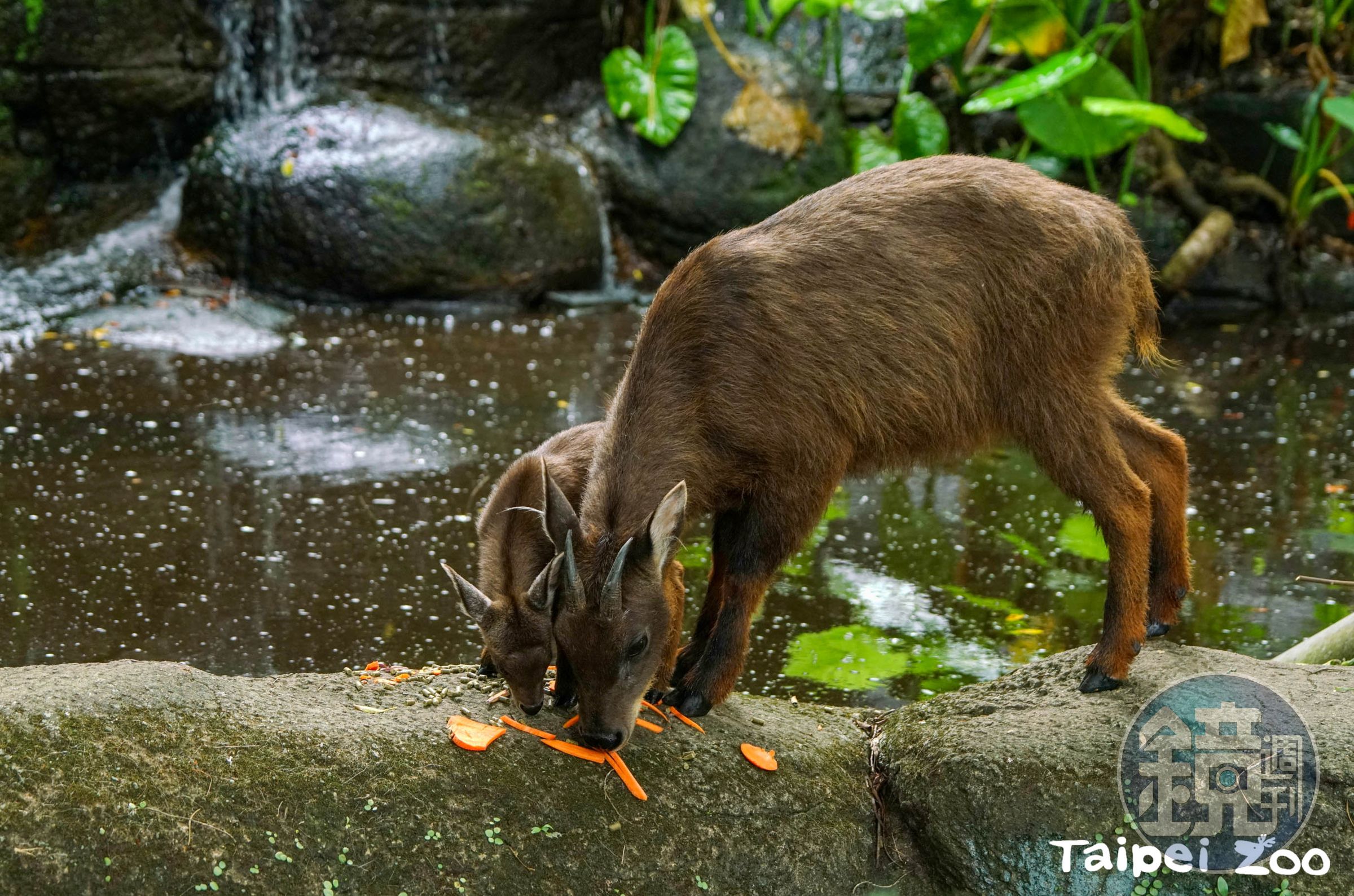 山羊寶寶薇寶學習媽媽的樣子。(台北市立動物園提供)