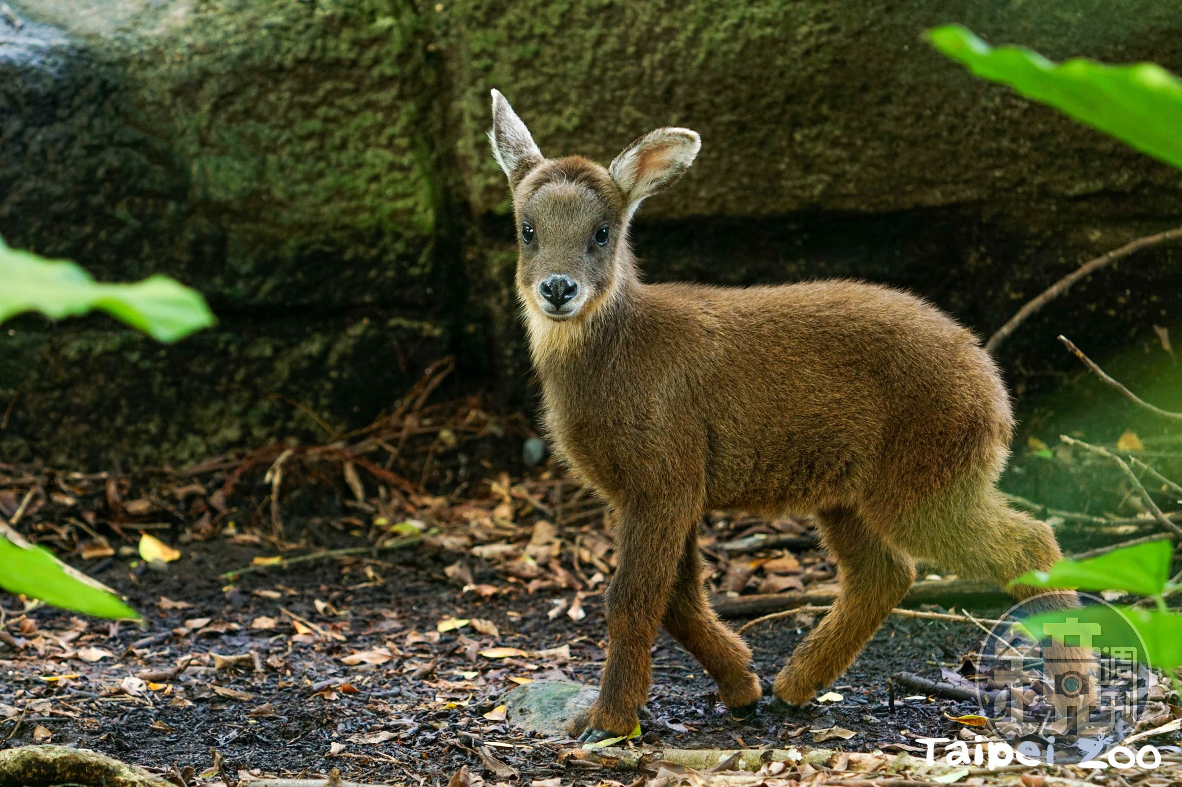 台灣野山羊薇寶滿月了。(台北市立動物園提供)