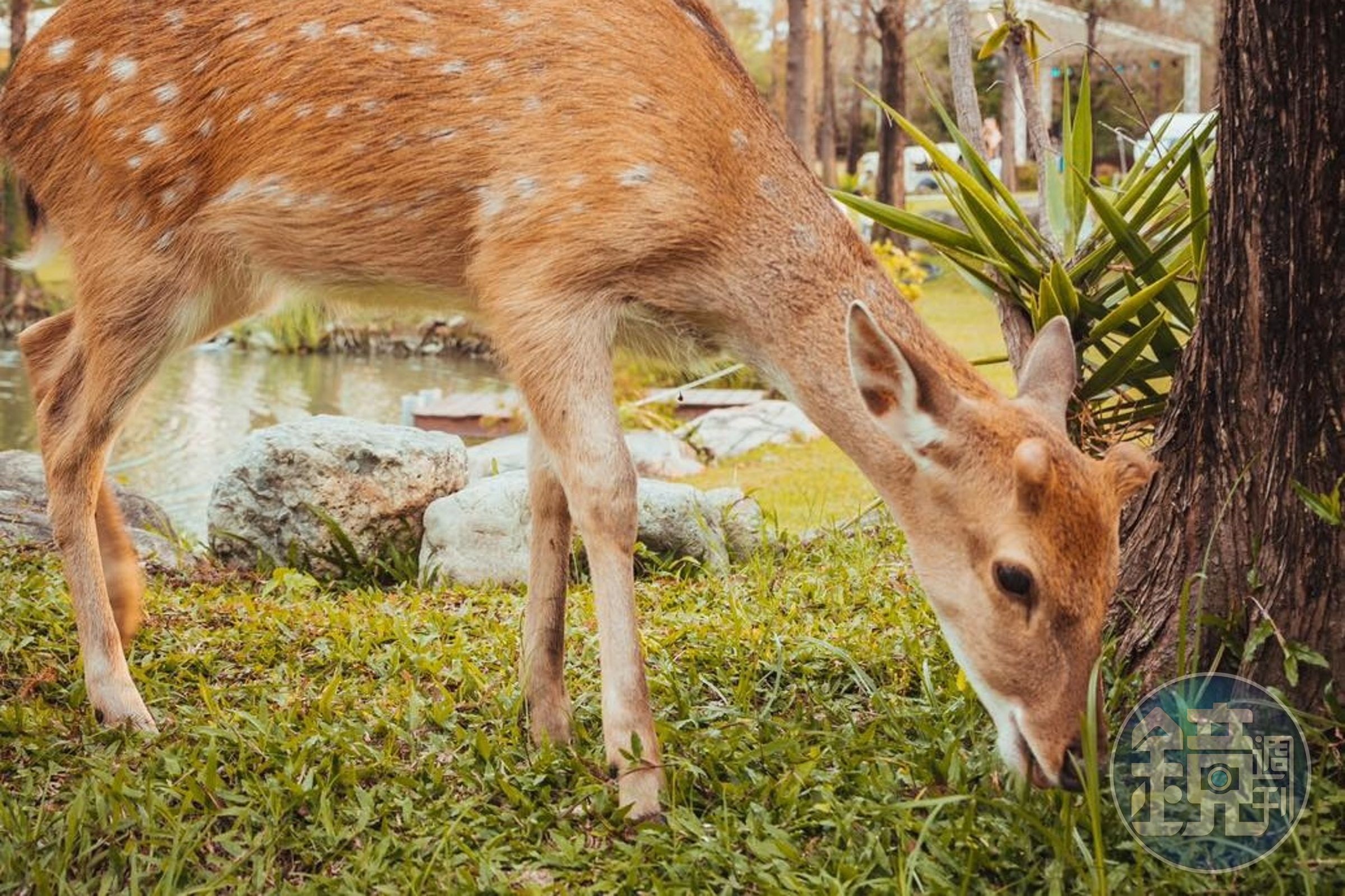 高雄淨園農場遭離職員工投訴照養動物失當，發聲明道歉。（翻攝自淨園農場Jingyuan臉書）
