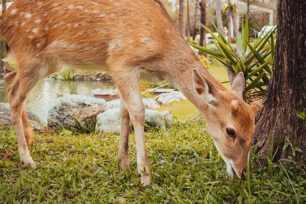 高雄淨園農場遭離職員工投訴照養動物失當，發聲明道歉。（翻攝自淨園農場Jingyuan臉書）