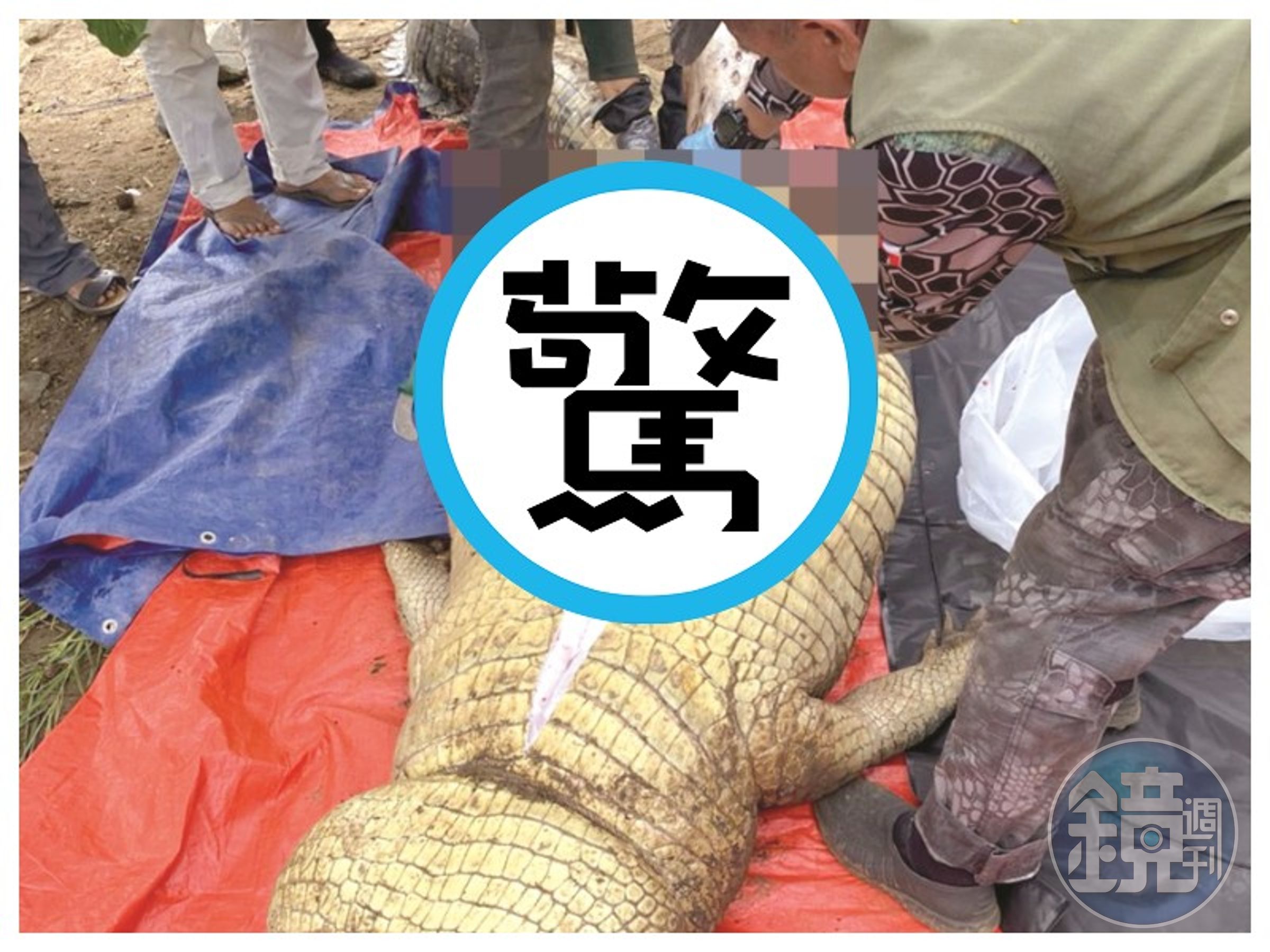 慎入!男遭巨型鱷魚活吞慘死,鄉民殺鱷剖腹挖出遺體。(翻自dailyexpress.com.my)