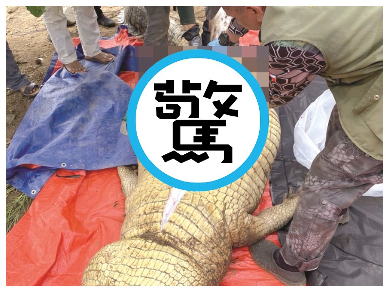 慎入！男遭巨型鱷魚活吞慘死，鄉民殺鱷剖腹挖出遺體。（翻自dailyexpress.com.my）