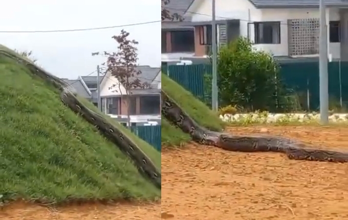 一支巨蟒的影片在網路瘋傳，甚至驚動馬國政府單位調查此事。（翻攝推特@yayaaazmi）