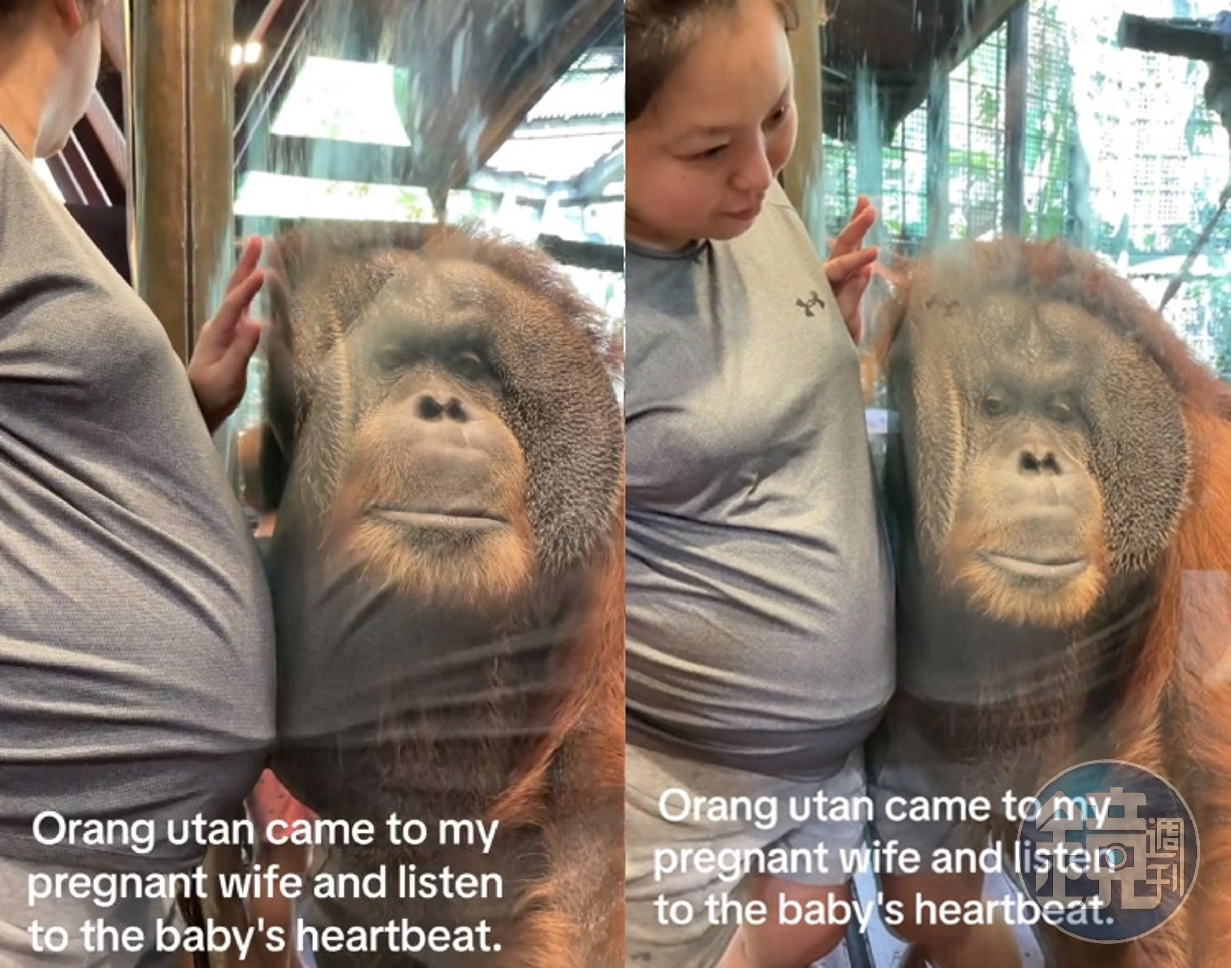 新加坡動物園一隻紅毛猩猩查理,耳朵輕貼著玻璃,彷彿在聆聽孕婦肚中寶寶的心跳聲一般。(翻攝抖音@ihsahnmohd)