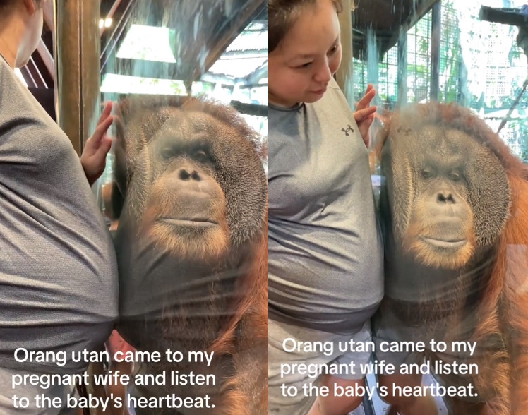 新加坡動物園一隻紅毛猩猩查理,耳朵輕貼著玻璃,彷彿在聆聽孕婦肚中寶寶的心跳聲一般。(翻攝抖音@ihsahnmohd)