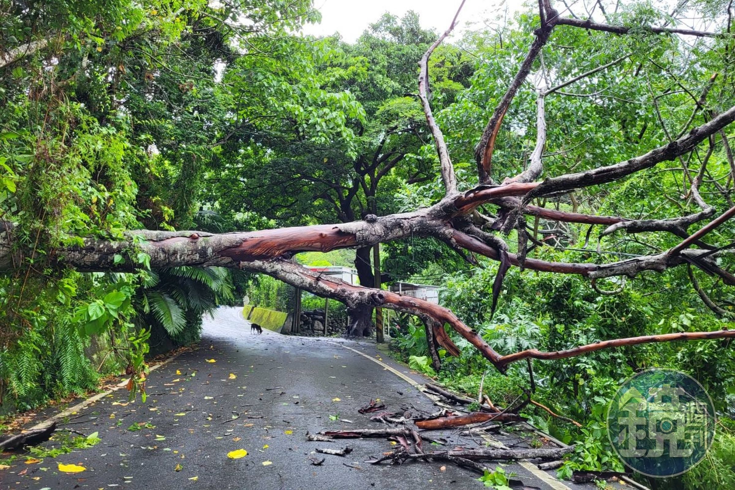 台東卑南鄉溫泉路路段因風雨導至樹木斷裂。(翻攝自台東臉書災害通報臉書)