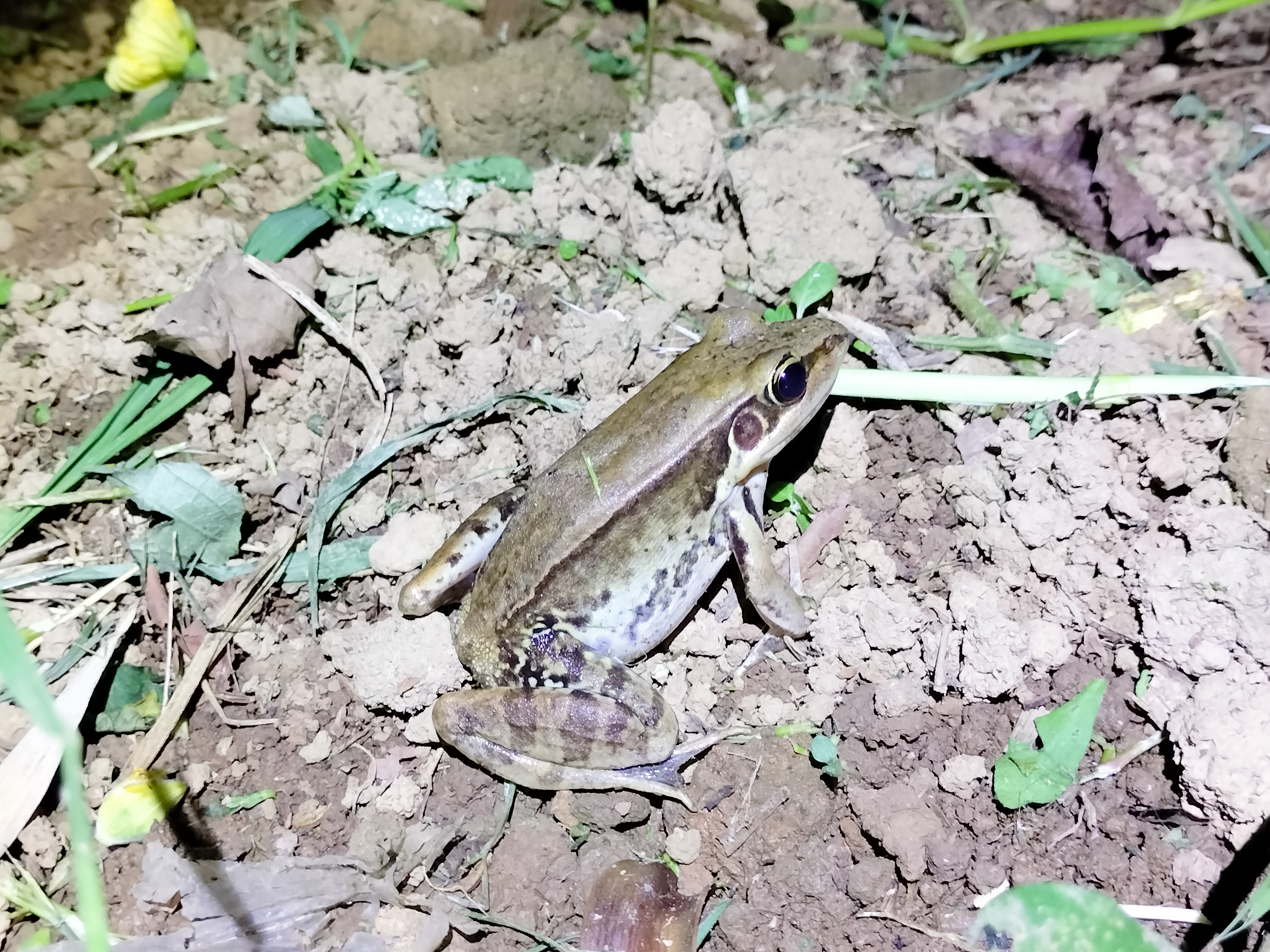 涵洞內大型蛙鳴和犬吠聲極為相似。（新北動保處提供）