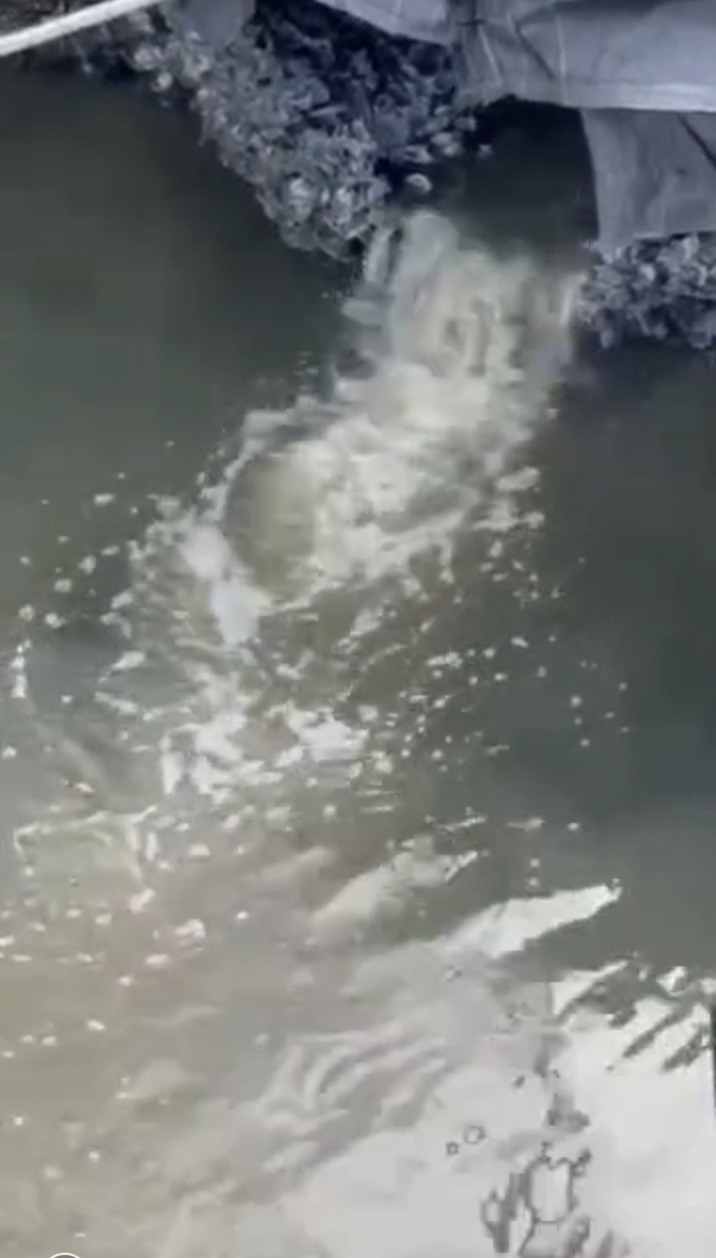 星晨碼頭港域排水涵管排出的水臭味好像屍體一樣，聞到會噁心想吐。