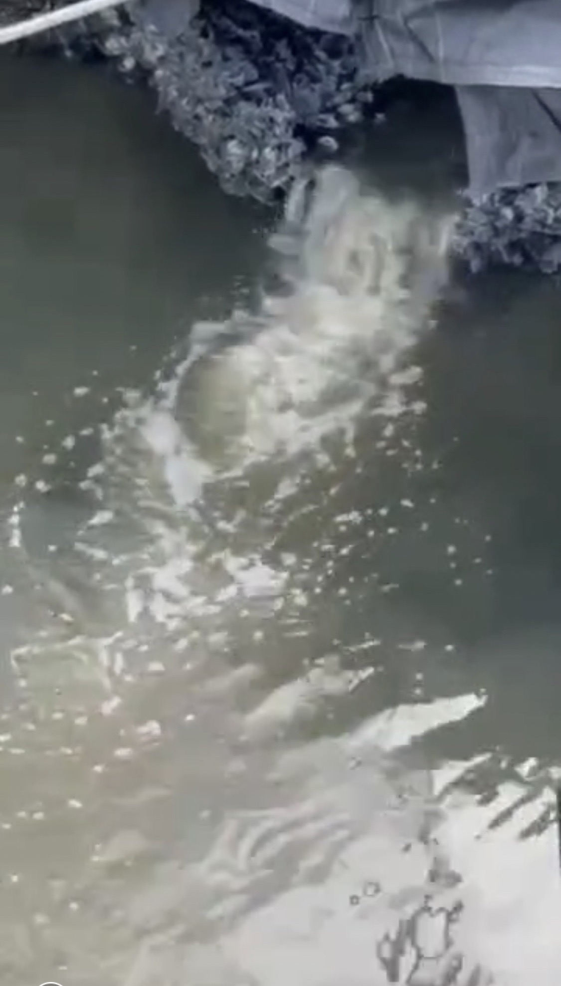 星晨碼頭港域排水涵管排出的水臭味好像屍體一樣,聞到會噁心想吐。