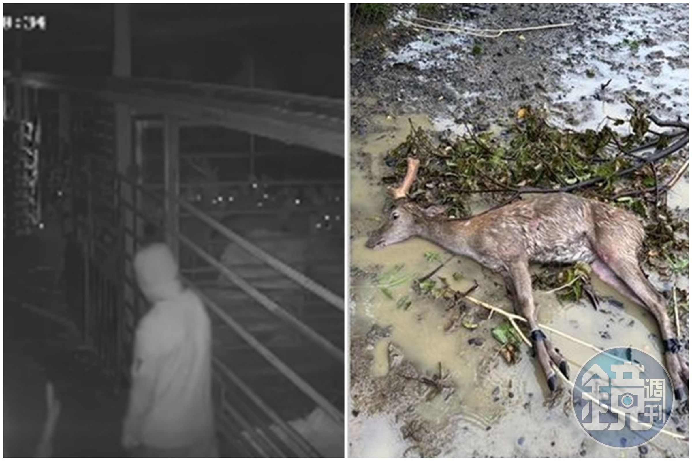 屏東縣墾丁「鹿境」梅花鹿生態園區被不消人士偷鹿。（翻攝自鹿境Paradise Of Deer臉書）