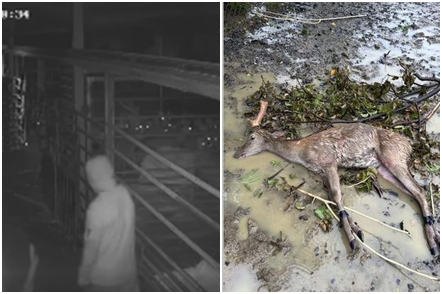 屏東縣墾丁「鹿境」梅花鹿生態園區被不消人士偷鹿。(翻攝自鹿境Paradise Of Deer臉書)