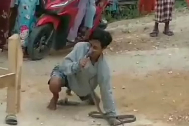 男表演與眼鏡蛇接吻賣命賺錢，被蛇狠咬鼻子僅3秒！終遭活活毒死。（翻自印尼《羅盤報》）