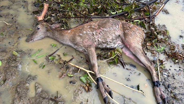 墾丁鹿園的梅花鹿遭竊，小偷疑似因帶不走成鹿，將其四肢綑綁棄置路邊。（翻攝自鹿境 Paradise Of Deer臉書）