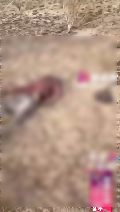 遺體都已呈現燒焦曬乾的恐怖狀態。（翻自微博+《51吃瓜網》）