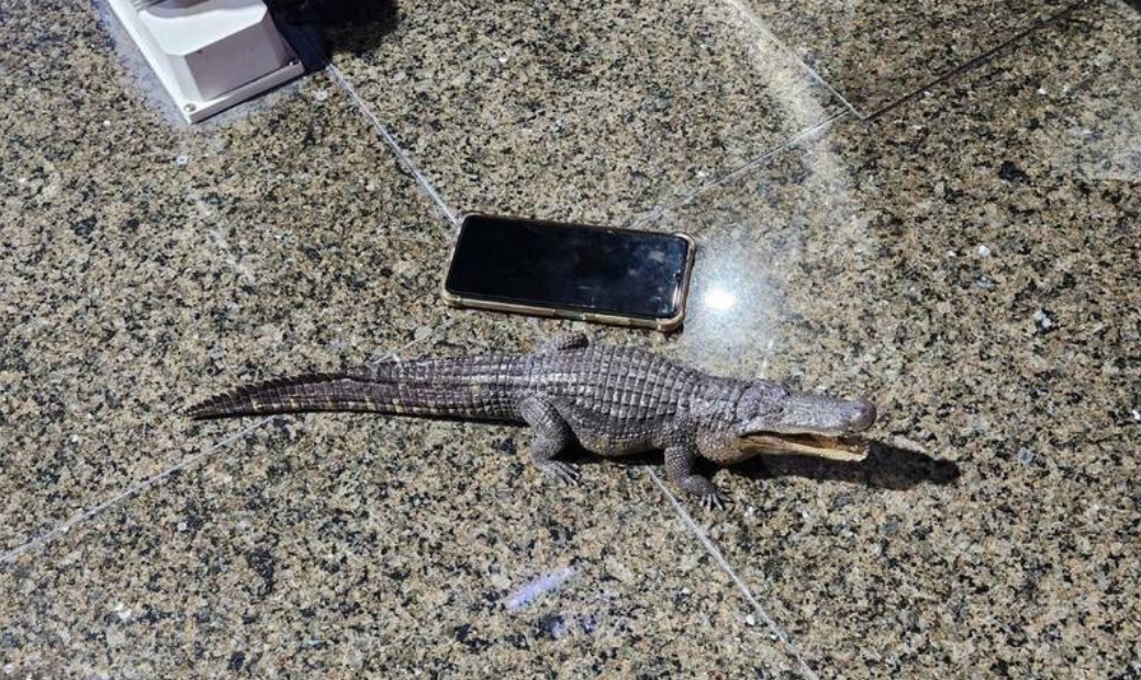 有網友聲稱在凹子底公園發現鱷魚，事後證明只是玩具模型，惡作劇的網友則被依違反《社維法》送辦。（翻攝畫面）