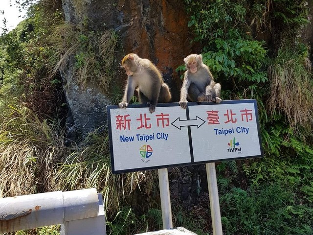 驚見新北市「猴友誼」交會台北市！網友嗨喊：猴猴做代誌。（翻自路上觀察學院臉書）