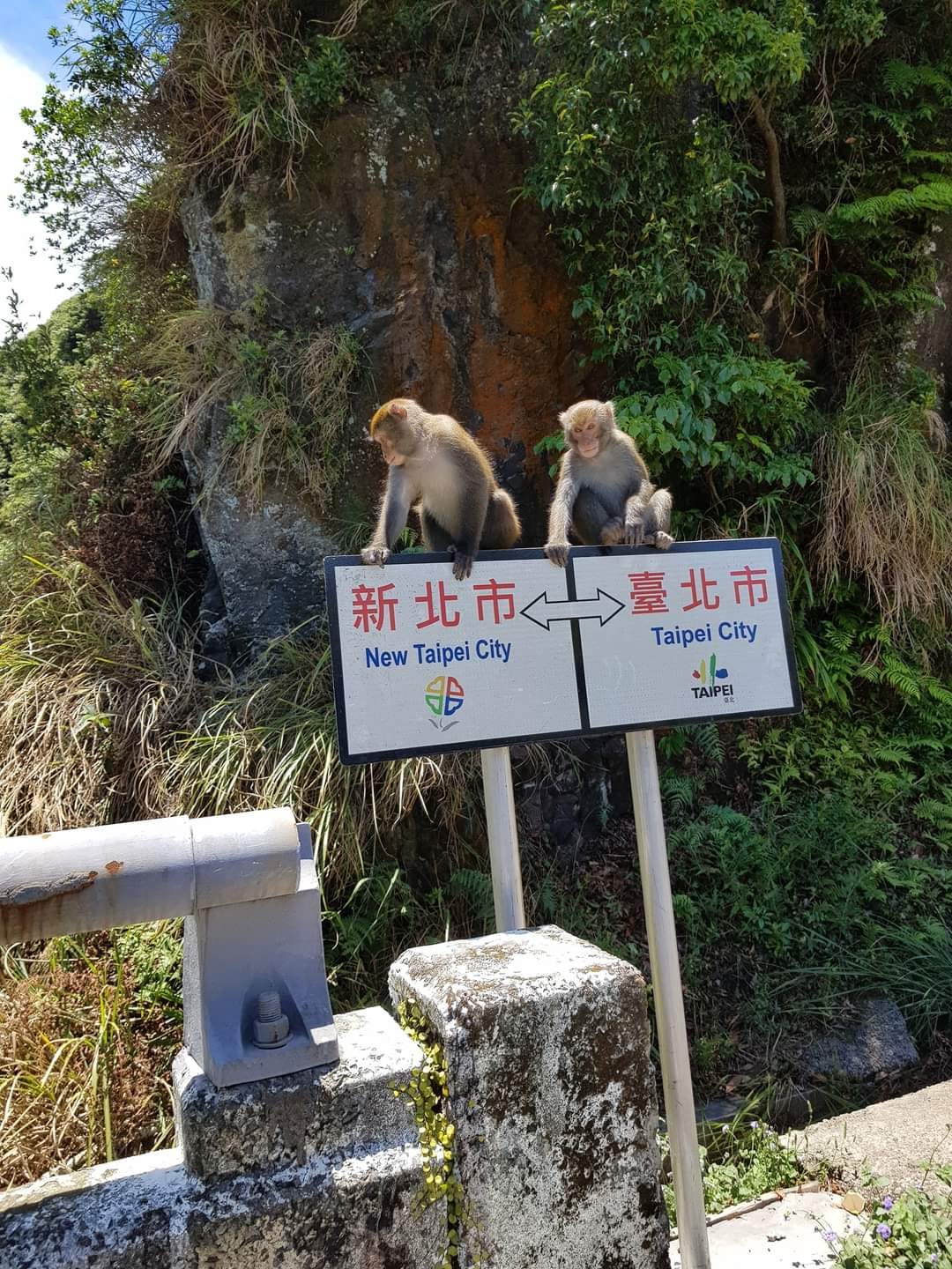 兩隻獼猴感情不錯，各自站在台北市與新北市交界牌上。（翻自路上觀察學院臉書）