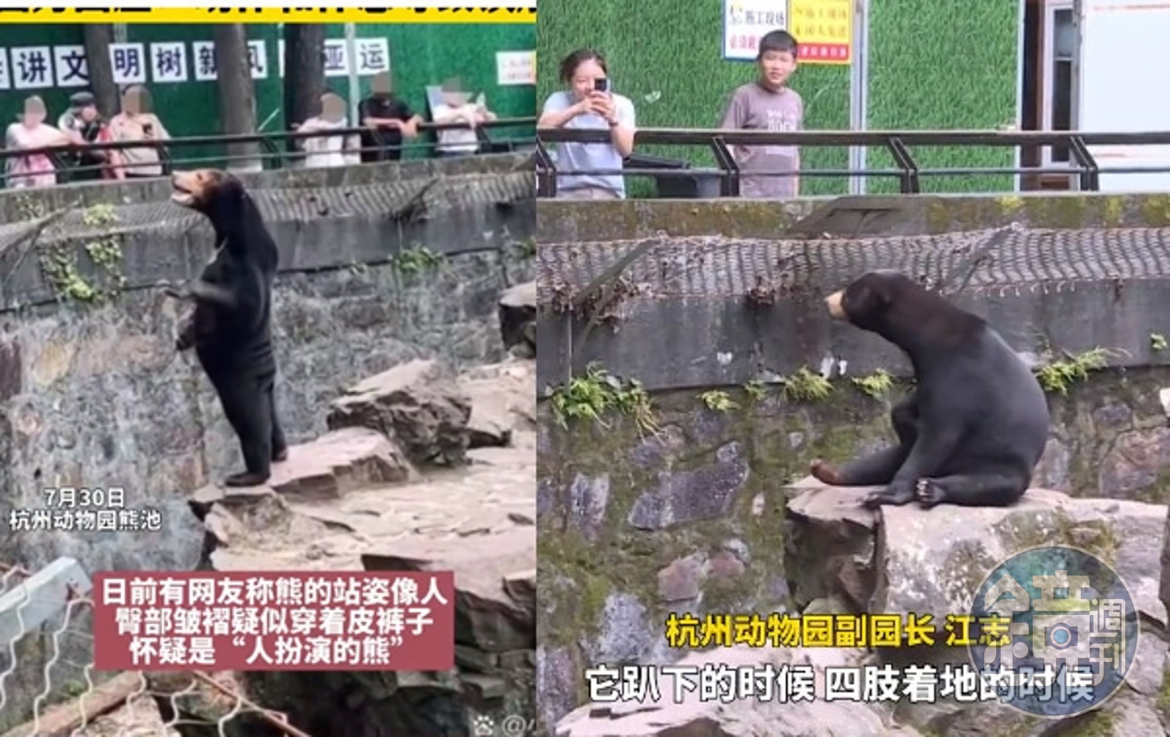 杭州動物園一頭馬來熊像人一樣站立,屁股還露出類似衣服皺摺,讓遊客懷疑是人假扮的。(翻攝微博)