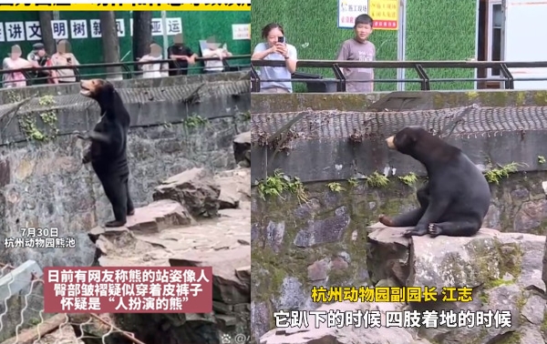 杭州動物園一頭馬來熊像人一樣站立,屁股還露出類似衣服皺摺,讓遊客懷疑是人假扮的。(翻攝微博)