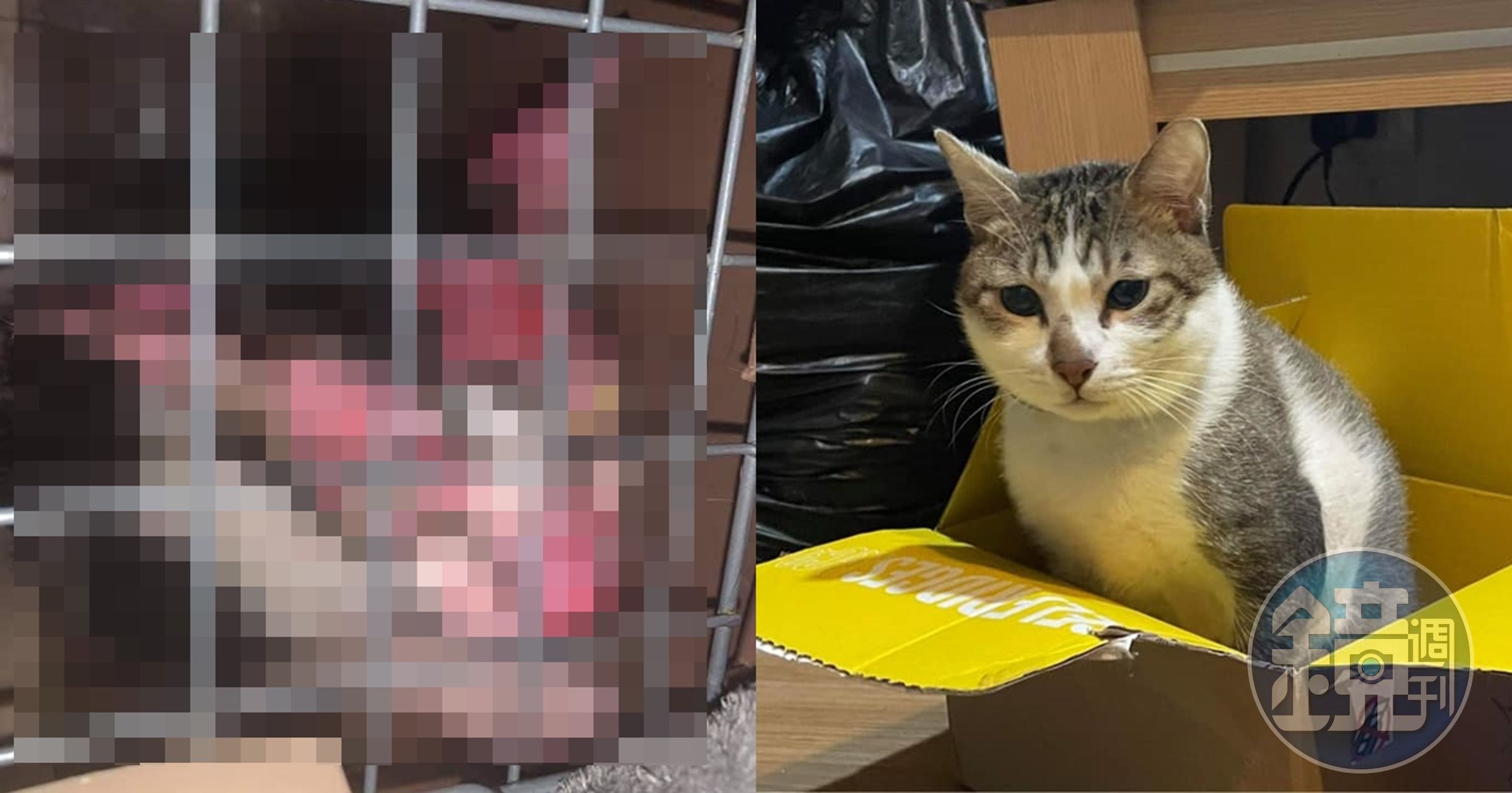 黎男虐死貓咪茶茶遭判刑,又因涉嫌製毒被逮。(翻攝自臉書)