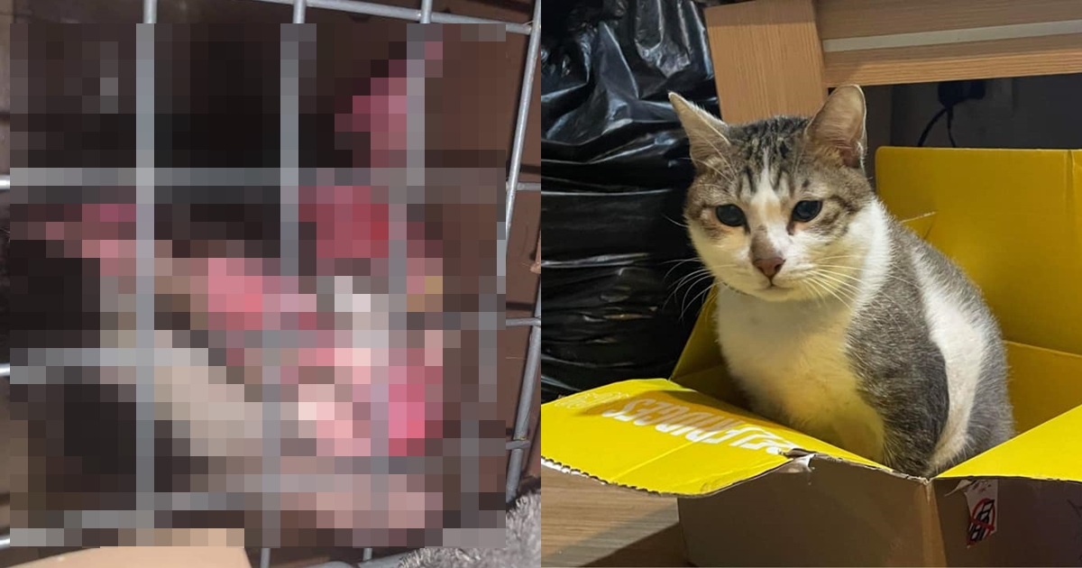 黎男虐死貓咪茶茶遭判刑，又因涉嫌製毒被逮。（翻攝自臉書）