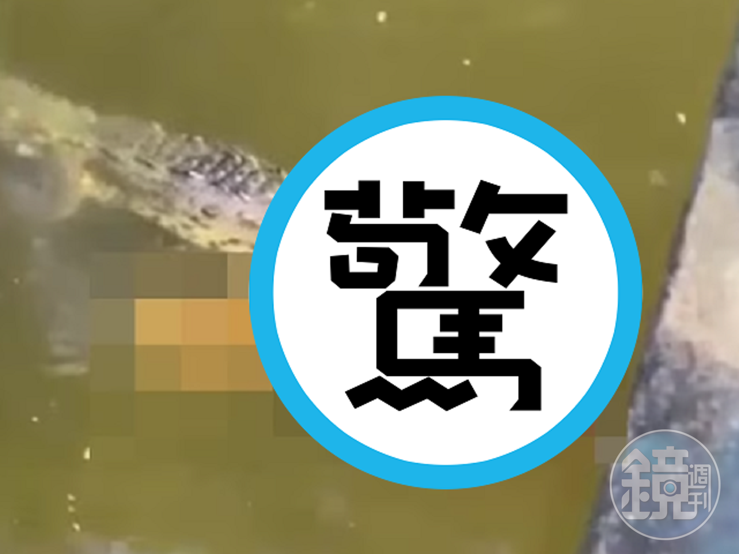 足球員沖涼游泳，直接遭鱷魚狠咬慘死！遺體含在牠嘴裡漂啊漂。（翻自《每日郵報》）
