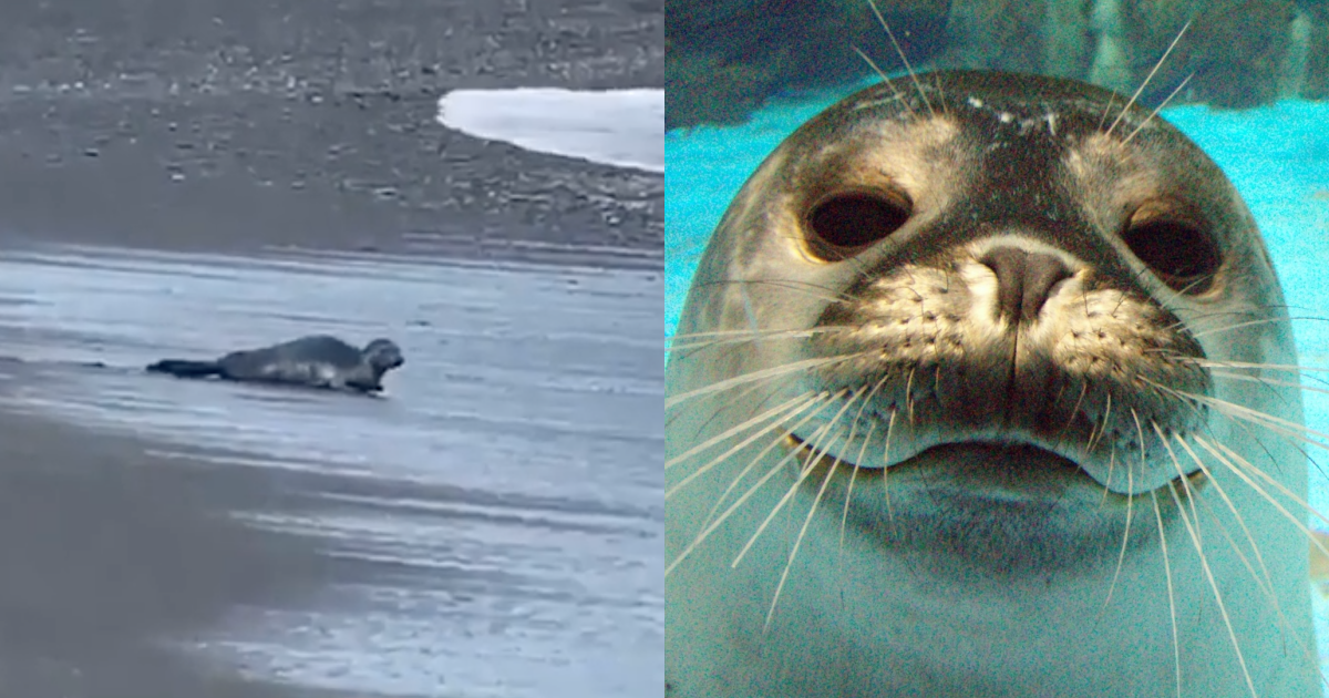 有民眾在屏東海灘目擊野生海豹（左），屏東海生館表示不是他們家的（右）。（翻攝自潘姓民眾、屏東國立海洋生物博物館臉書）