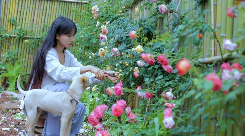 李子柒在2021年2月2日以1,530萬訂閱量，創下YT中文頻道最多訂閱量的金氏世界紀錄。（翻攝自百度）