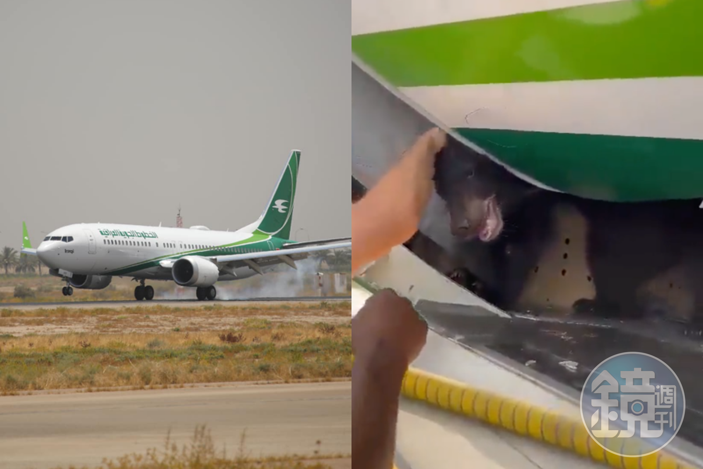 伊拉克航空上週往返巴格達和杜拜的班機，竟出現小熊逃脫導致延誤的情況。（翻攝自Twitter、Iraqi Airways臉書）