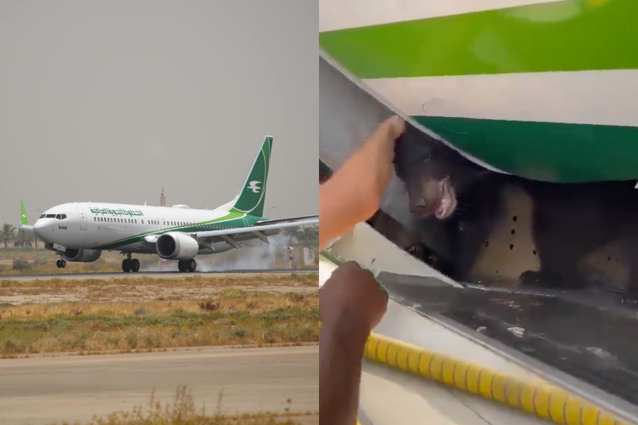 伊拉克航空上週往返巴格達和杜拜的班機，竟出現小熊逃脫導致延誤的情況。（翻攝自Twitter、Iraqi Airways臉書）