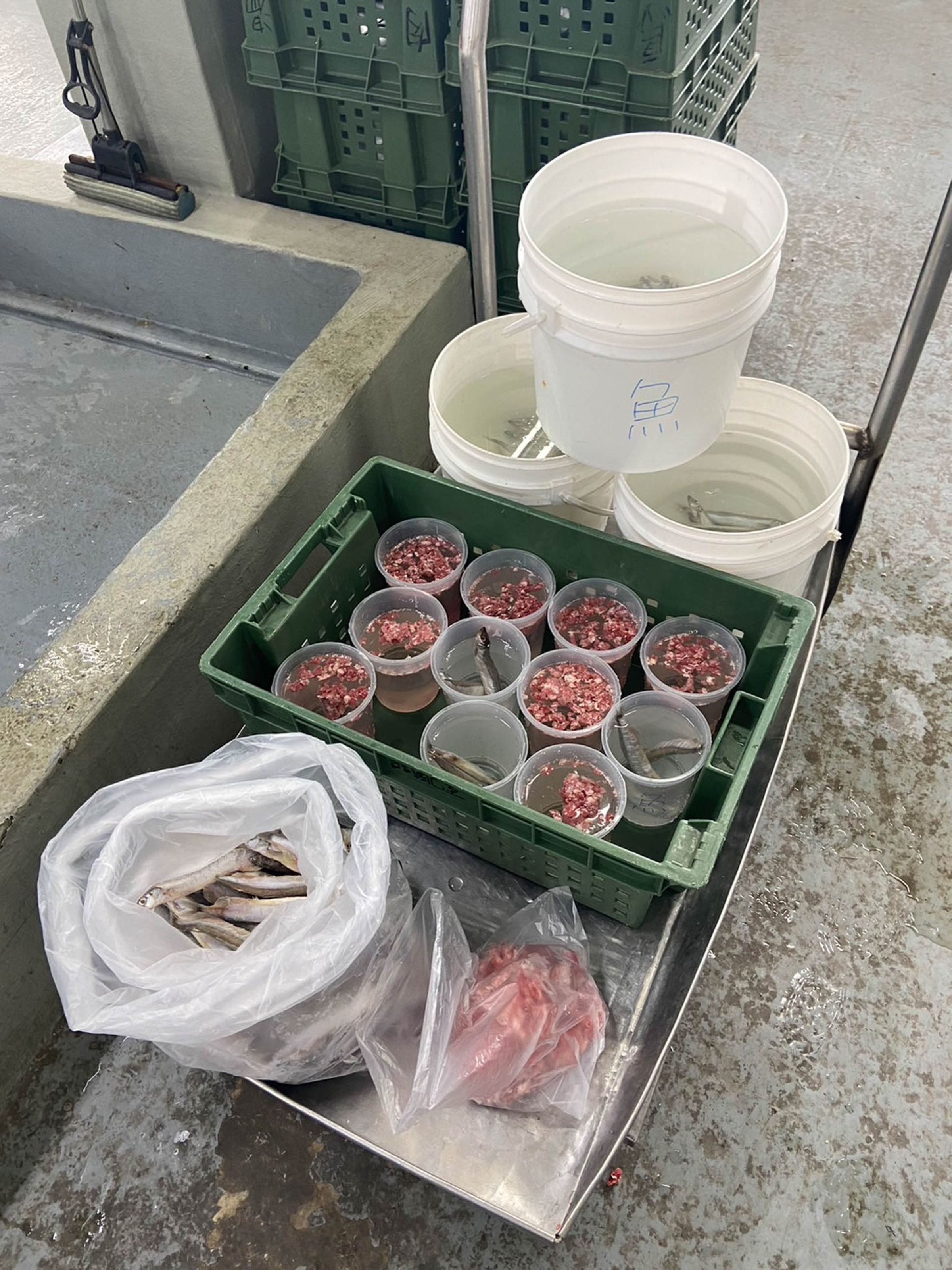 為動物客製的冰品。(台北市立動物園提供)
