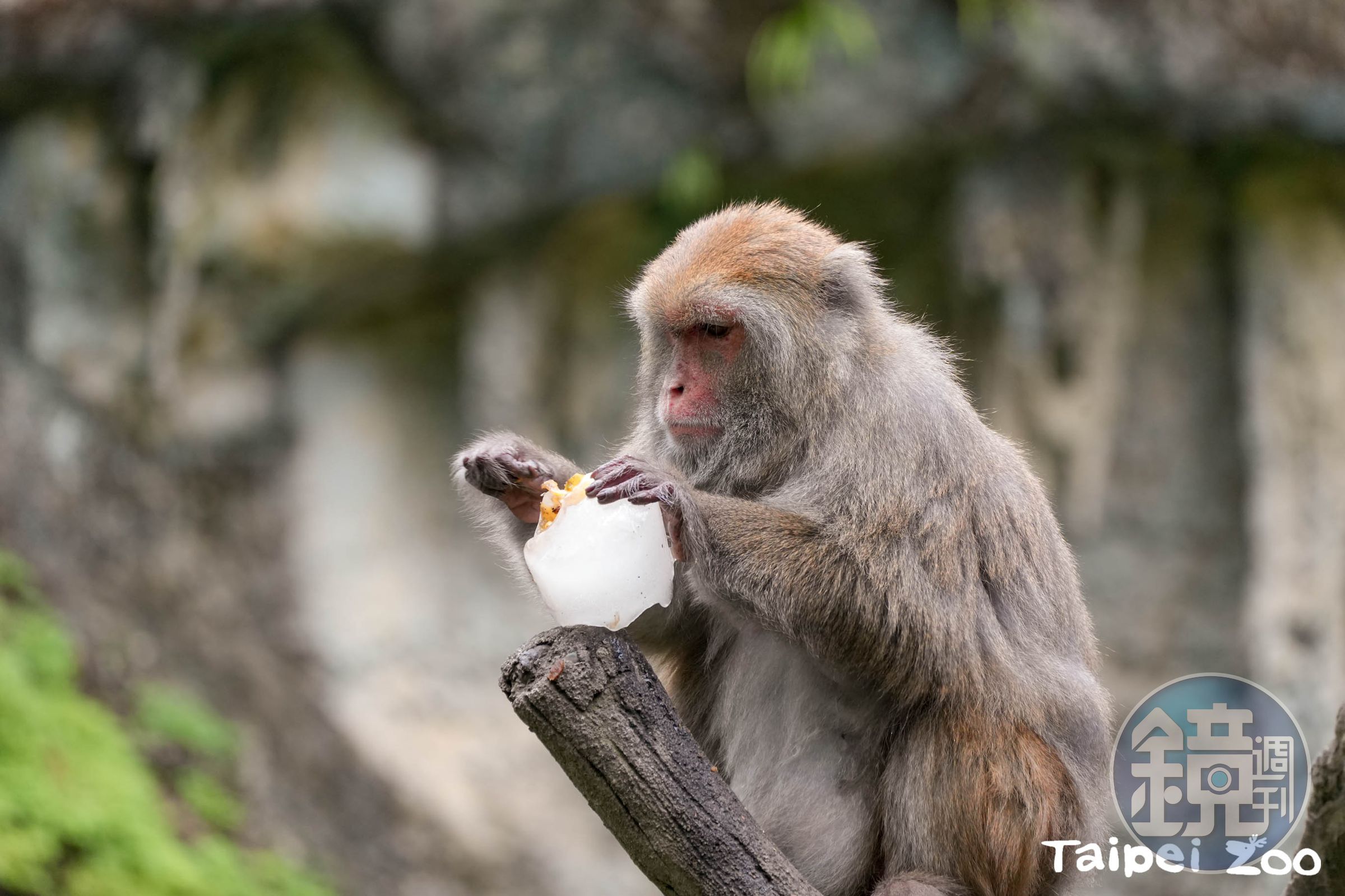 吸睛的水果冰品是夏季兼顧動物行為與食材豐富化的最佳產品。(台北市立動物園提供)