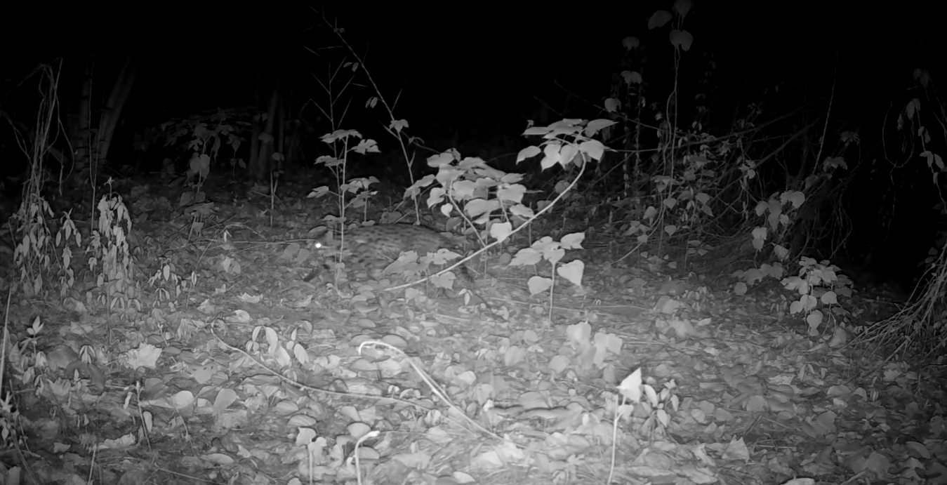 石虎睽違17年再次於台南現蹤。（翻攝畫面）