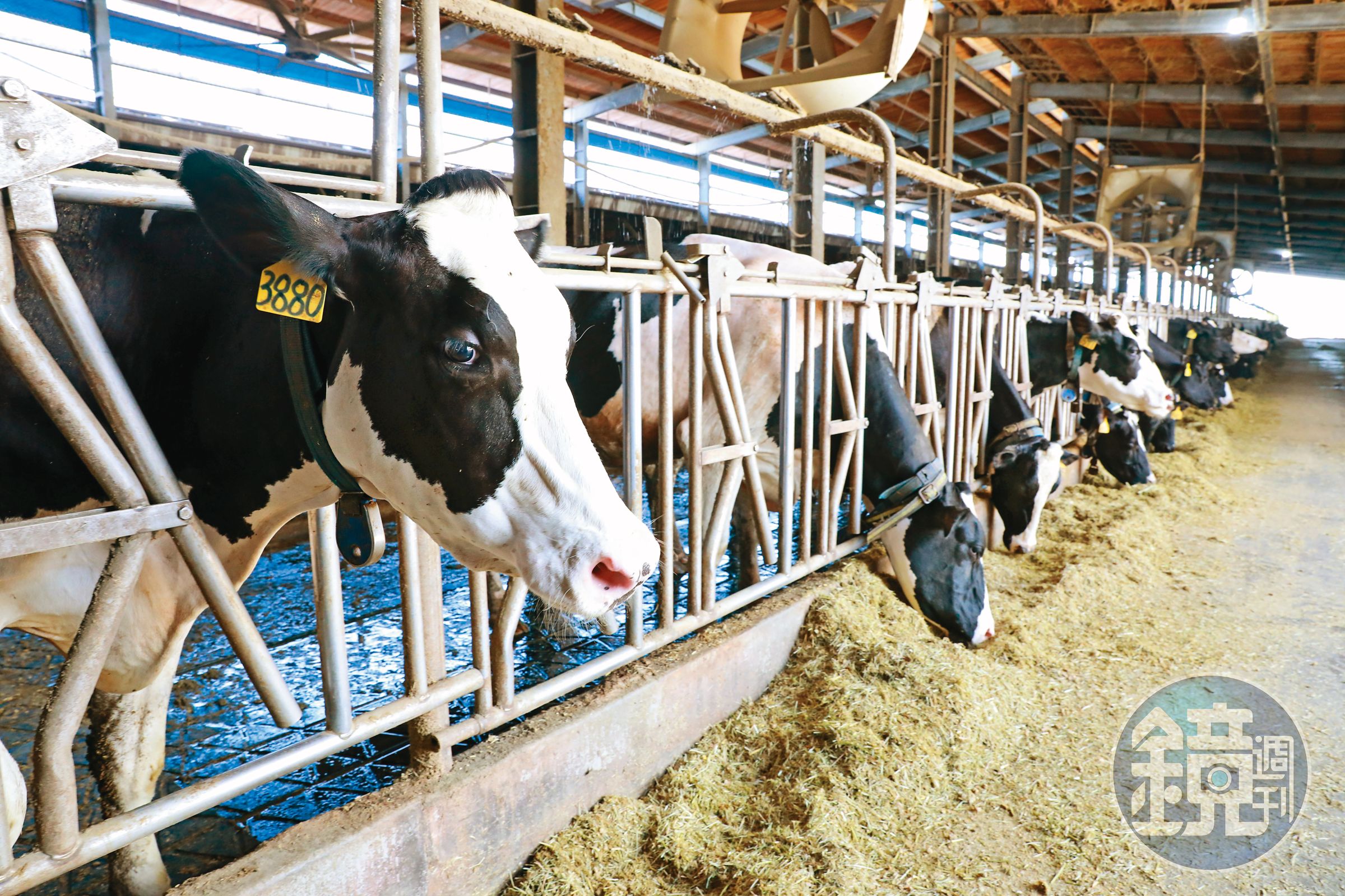 行政院長陳建仁宣示本土牛乳自給率在台紐協定風暴下仍要維持9成，但詳細配套仍未出爐。