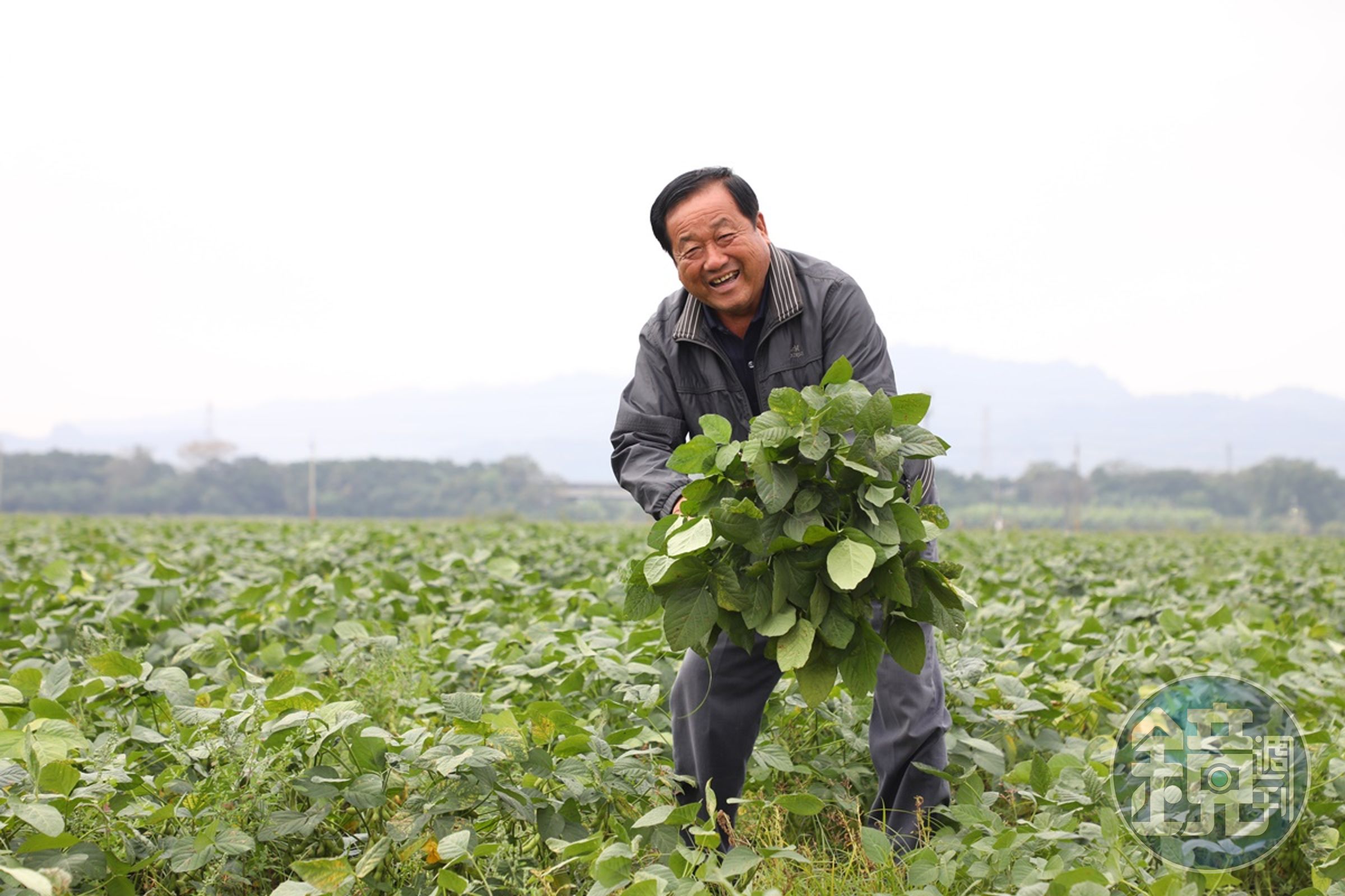 陳榮華拔起一整叢毛豆,臉上是豐收的笑容。