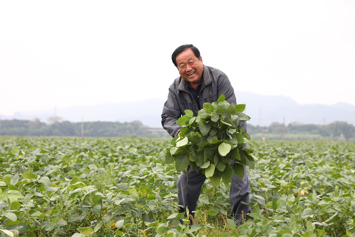 陳榮華拔起一整叢毛豆，臉上是豐收的笑容。