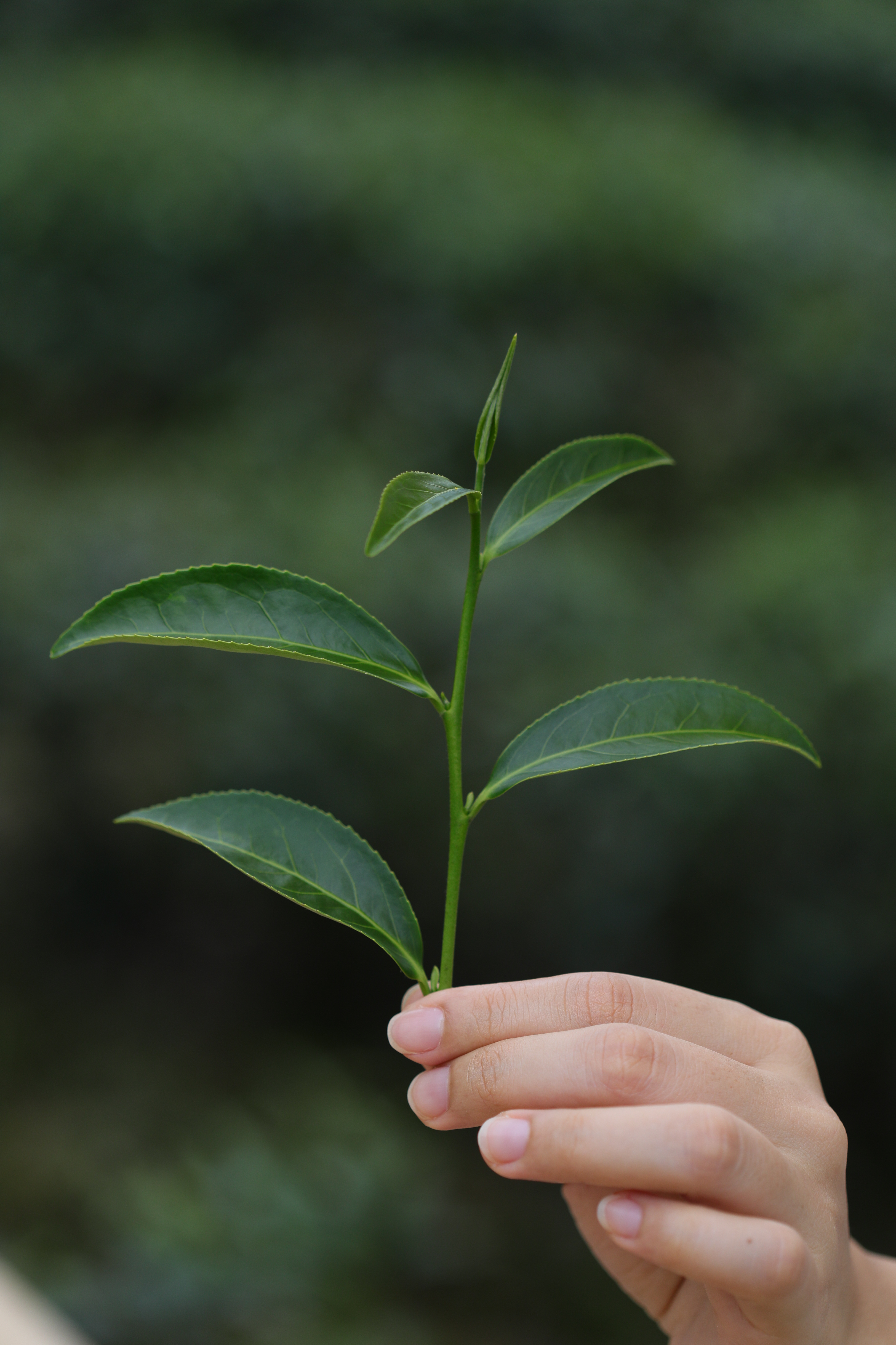 「採茶」幾乎是坪林老中青三代都會的技能。