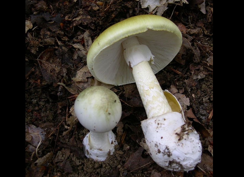 派特森招待前夫家人，沒想到竟釀死亡悲劇，警方推測應是吃進劇毒的「死帽菇」。（翻攝Wikipedia）