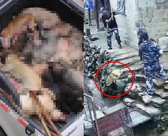 中國湖南省婁底市新化縣維山鄉日前出現一群不明人士，持棍棒虐殺狗狗。（翻攝自微博）