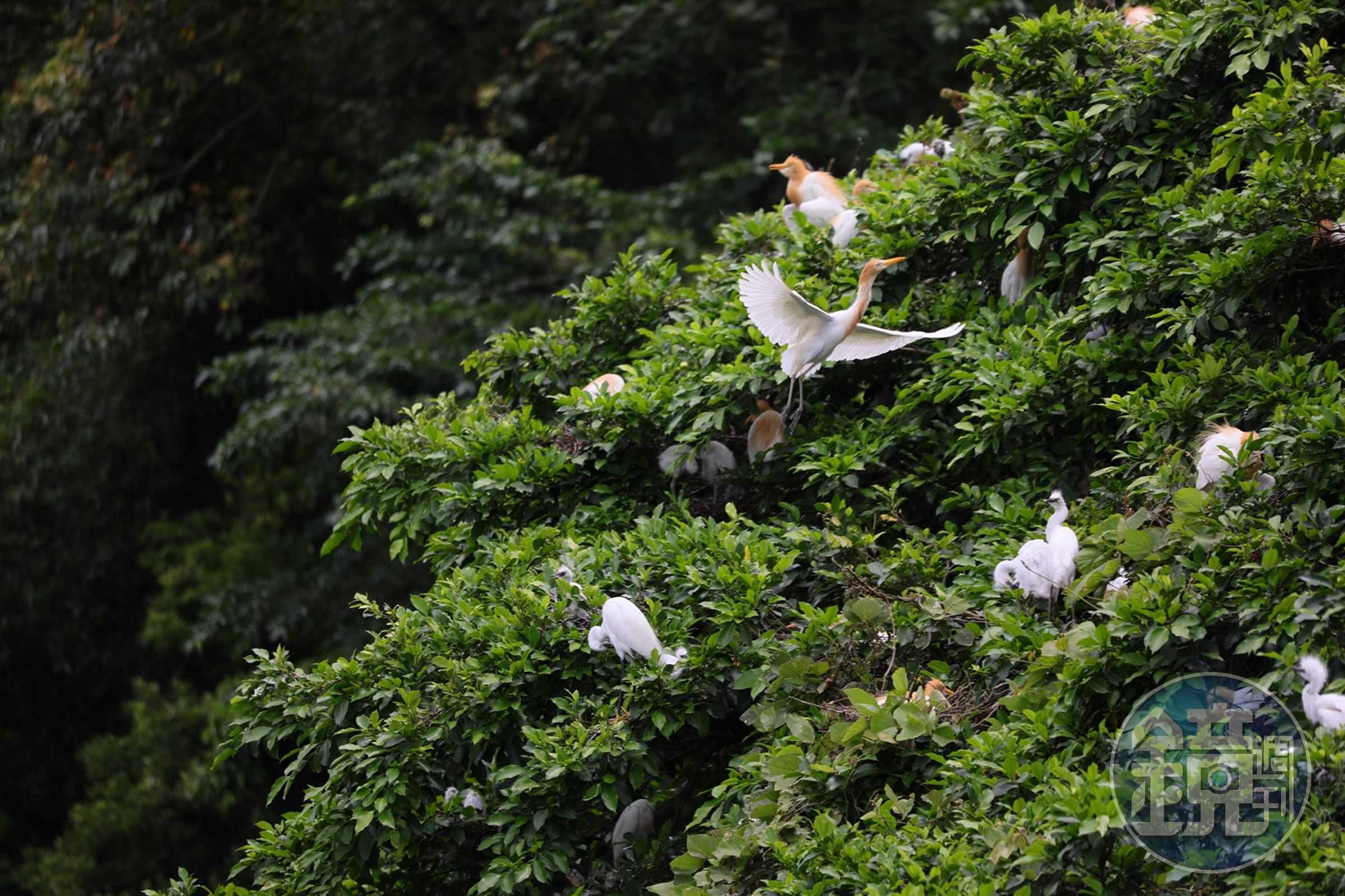每年4月起候鳥們陸續飛來築巢育嬰，野鳥爸媽們忙進忙出。