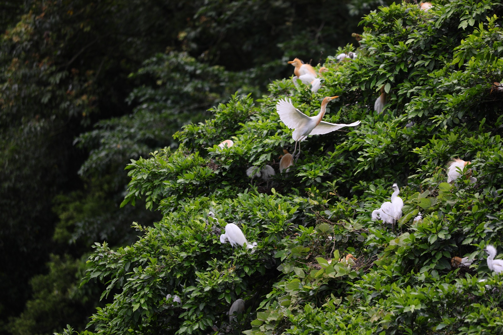 每年4月起候鳥們陸續飛來築巢育嬰，野鳥爸媽們忙進忙出。