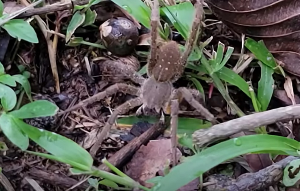 秘魯男工作時被毒蜘蛛咬到，痛苦經歷讓他提醒大家要小心蜘蛛。（翻攝Clint's Reptiles  YouTube）