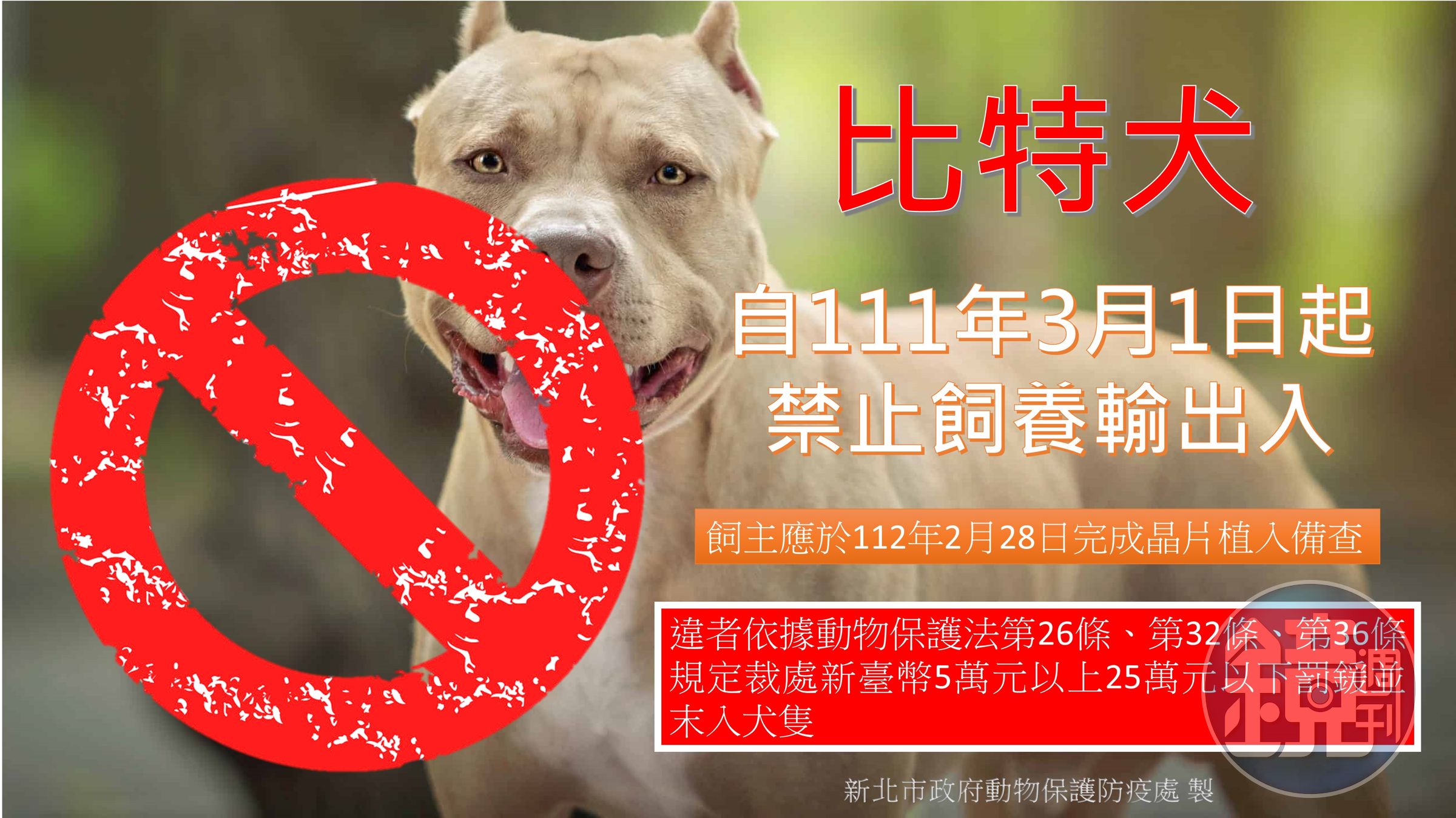 行政院農業委員會公告2022年3月1日起禁止飼養比特犬,針對已飼養的飼主應於今年2月28日前辦理寵物登記,完成備查。(新北動保處提供)