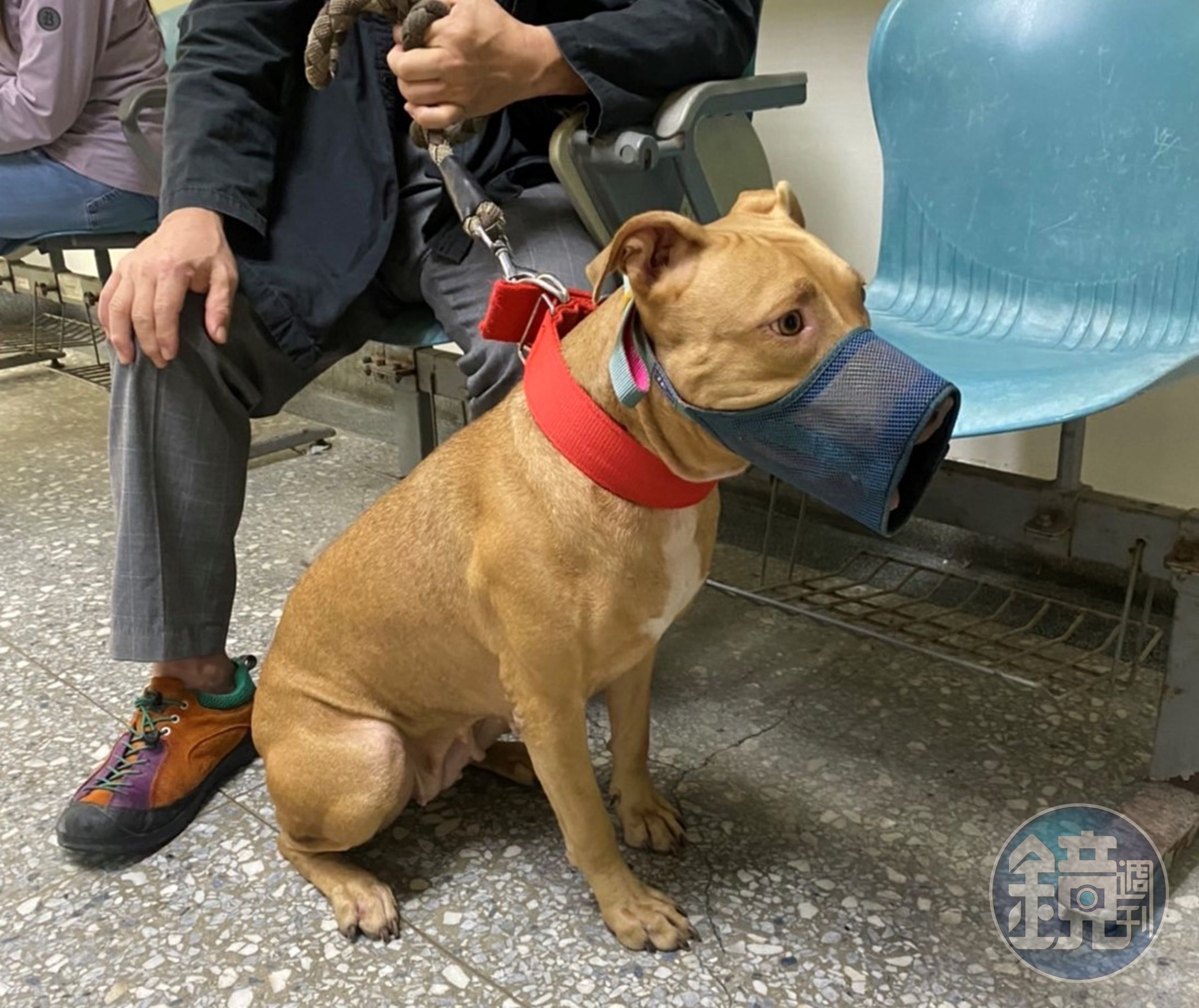 比特犬出入公共場所或公眾得出入之場所須配戴透氣口罩及繫上1.5公尺牽繩且成年人伴同。(新北動保處提供)