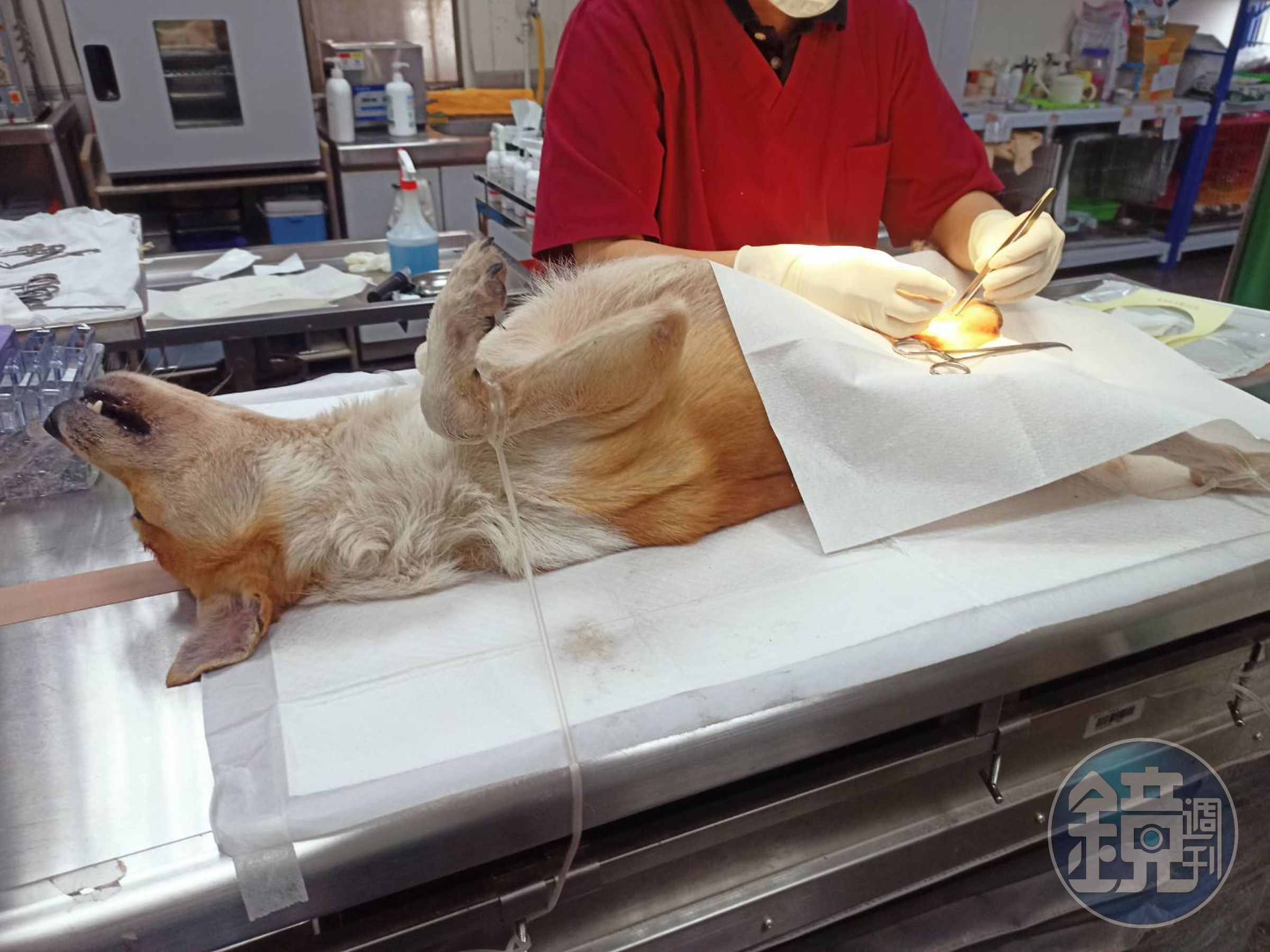 為有效落實源頭管制之立法目的,比特犬除因生理健康因素,經獸醫師診斷不適於施予絕育手術之情形,得申報免絕育外,其餘情形則仍須施行絕育,否則可能面臨5萬至25萬元罰鍰處分。(新北動保處提供)