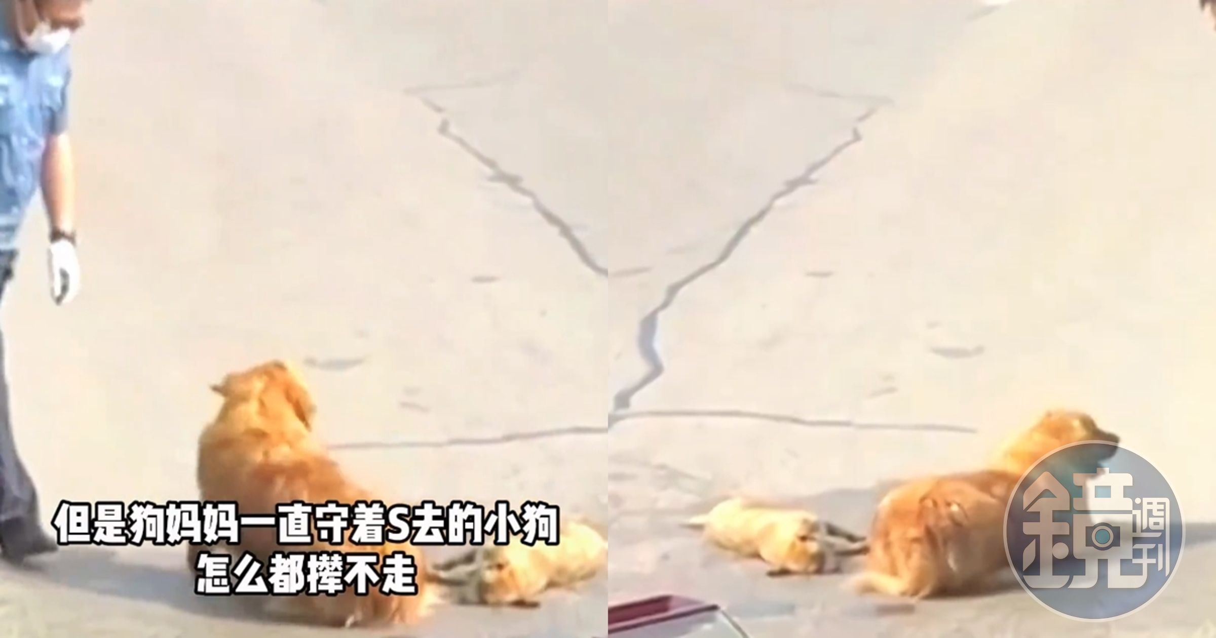 黃金獵犬媽媽在路中央守著已經死去的小狗，司機暖舉感動網友。（翻攝自微博浙江省小動物保護協會）