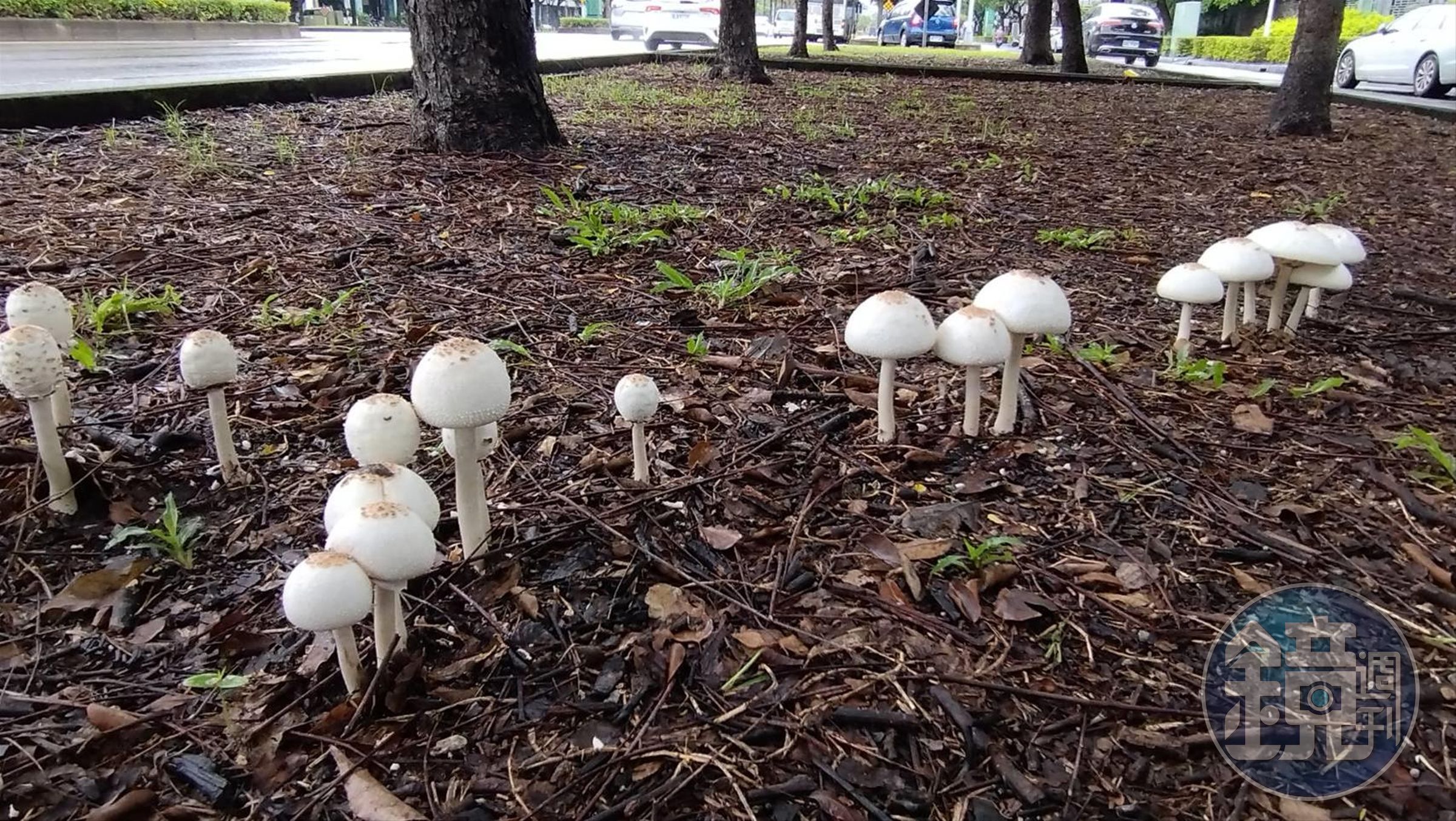 高雄市的公園內近日冒出多株菌菇，不過高市府研判可能有毒。（高雄市工務局提供）