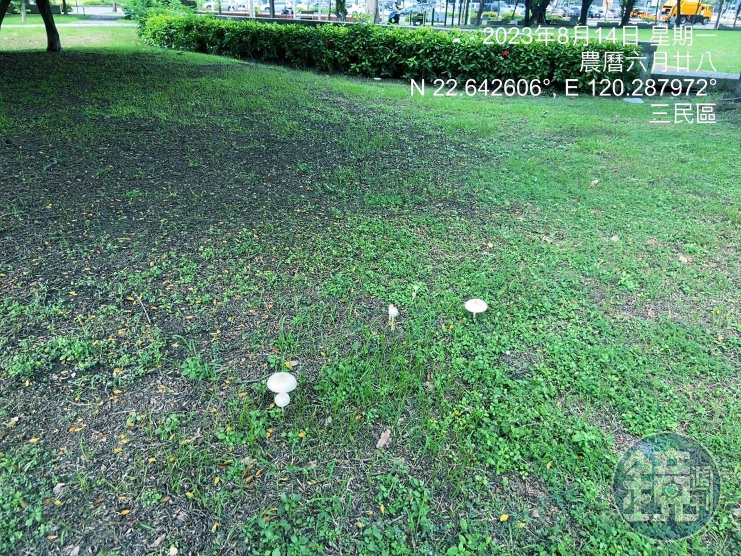 高市府研判公園內冒出的白色菌菇為有毒的「綠褶菇」，民眾不可任意食用。（高雄市工務局提供）