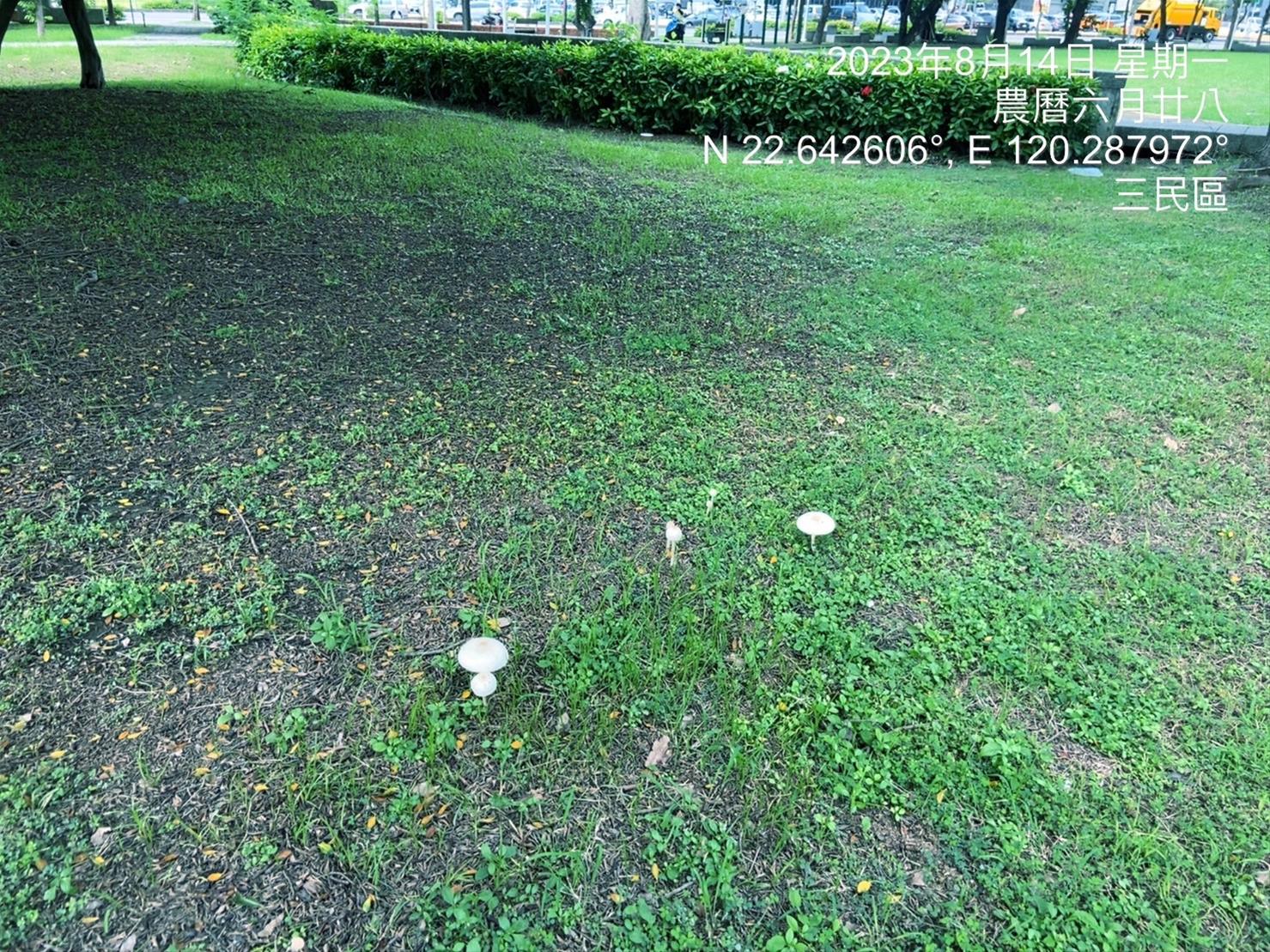 高市府研判公園內冒出的白色菌菇為有毒的「綠褶菇」，民眾不可任意食用。（高雄市工務局提供）